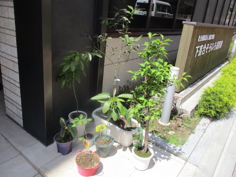 食育通信 園内の植物紹介 園の様子 お知らせ 社会福祉法人幌北学園 下落合そらいろ保育園